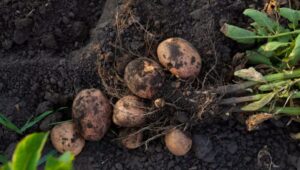 Potatoes growing in the ground.