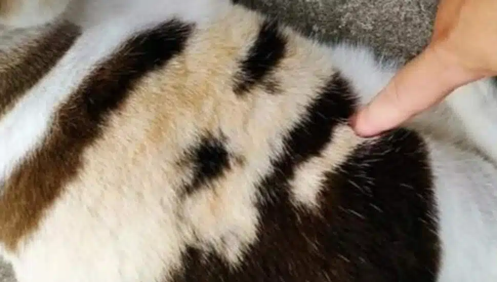 A viral photo of a fat cat is being compared to Jason Kelce’s face
