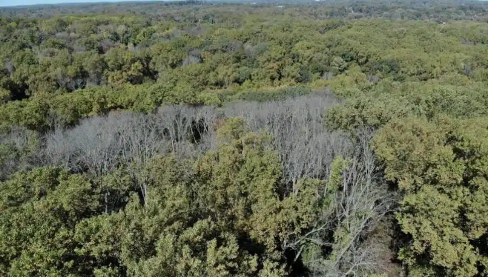 Aerial photo shows damage to ash trees by the emerald ash borer at Tyler Arboretum