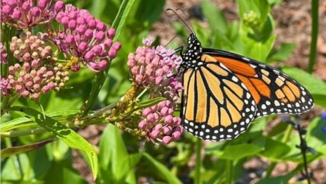 A Monarch butterfly pay a visit to a Tyler Arboretum garden in Media.