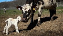 The Farm at Doe Run is an award-winning creamery that sets its focus on simple, sustainable farming. Their cows, goats, and sheep are raised humanely on beautiful pastures.