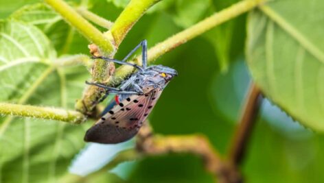 As the battle against spotted lanternflies becomes steep, some researchers say that getting native birds to eat these invasive pests is key.