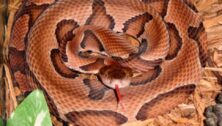 Copperhead snakes can be found in Montgomery County