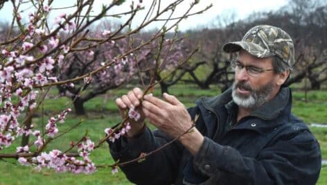 Linvilla Orchards farm manager Norm Schultz inspects the condition of peach trees.