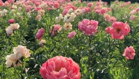 A field of Peonies.