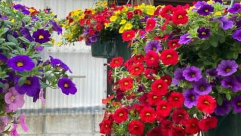 Hanging baskets of flowers at Taddeo's Greenouse in Havertown.