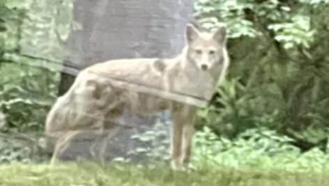 Marple Police released this photo of a coyote they believe is still at large in the Broomall area.