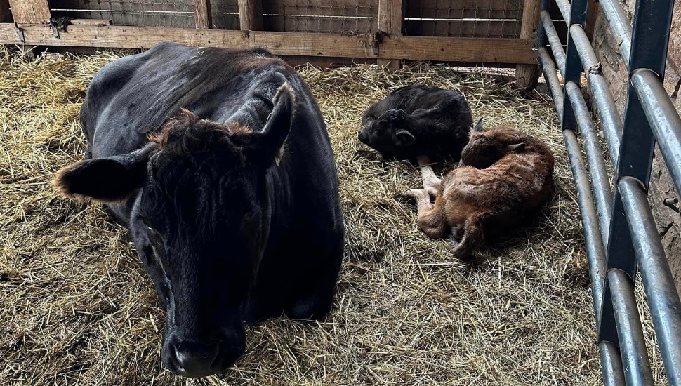 Harleysville’s Quarry Hill Farm is now offering one of the world's most sought-after culinary treasures: Wagyu beef.