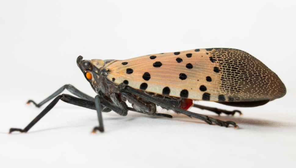 A closeup view of a Spotted Lanterfly