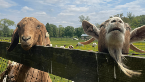 Delaware County’s Morton Borough hired Cochranville goat rental service Amazing Grazing to help clear out two wooded lots.