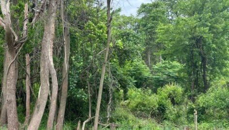 Delco Woods, as seen from Reed Road.