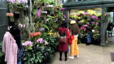 Guests check out the plants in the Longwood Gardens conservatory.