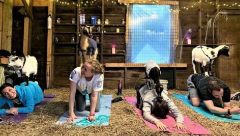 Now you can enjoy your yoga routine in the presence of rescue animals at Horse and Goat Yoga in Ambler