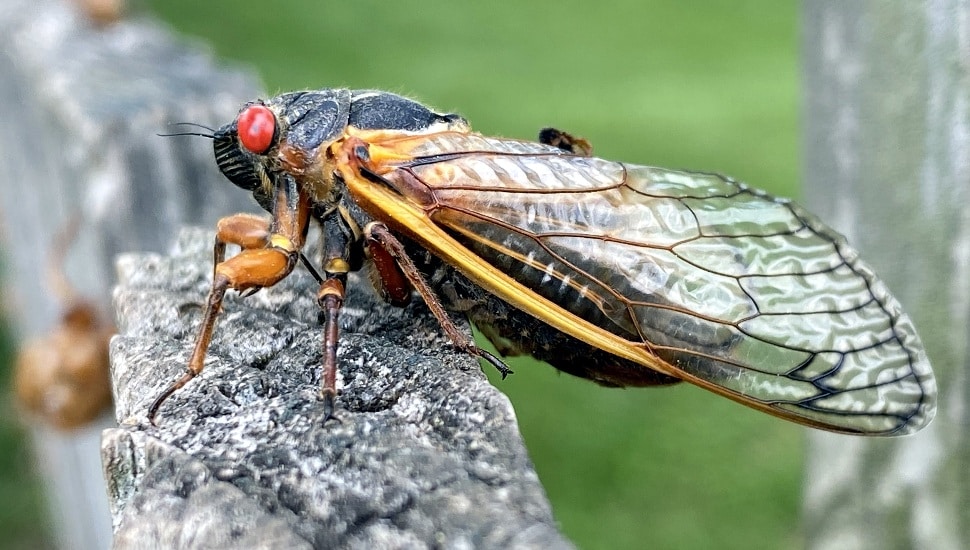 While several states are currently bracing for a potential cicada invasion in the following few months, Philadelphia will not see a cicada emergence for several years.