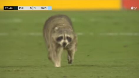 This raccoon stopped the game Wednesday night at Subaru Park when it wandered on to the field, eluding capture.