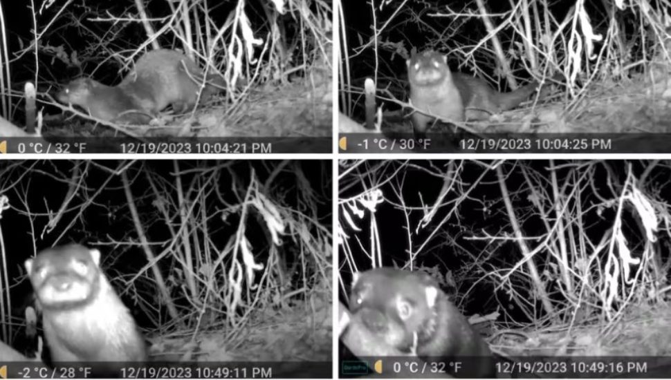 A game camera captured this river otter's appearance at a Ridley Creek water shed in Willistown, Chester County.