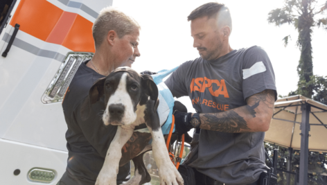 After 120 dogs were pulled from a breeding operation in Florida, several Great Danes are looking for foster families from the BVSPCA.