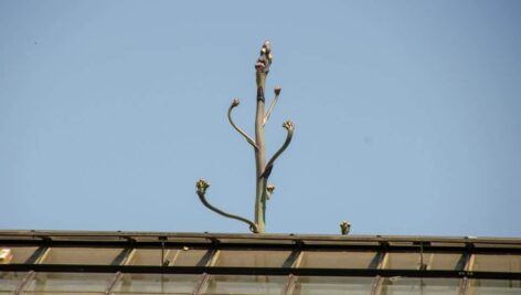 The Century Plant at Longwood Gardens has grown so tall that a pane of glass had to be removed from the greenhouse so that it could continue growing.