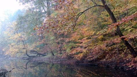 Crum Woods, a 200-acre woodland overlooking Crum Creek, can be found in Swarthmore.