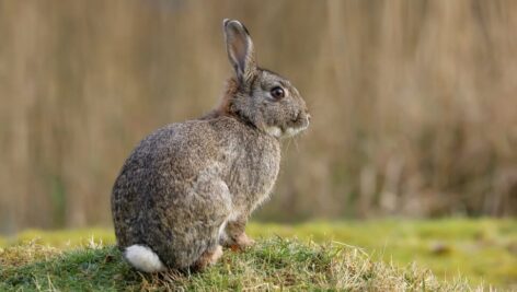 A rabbit with brown fur is poised on a mound of grass.