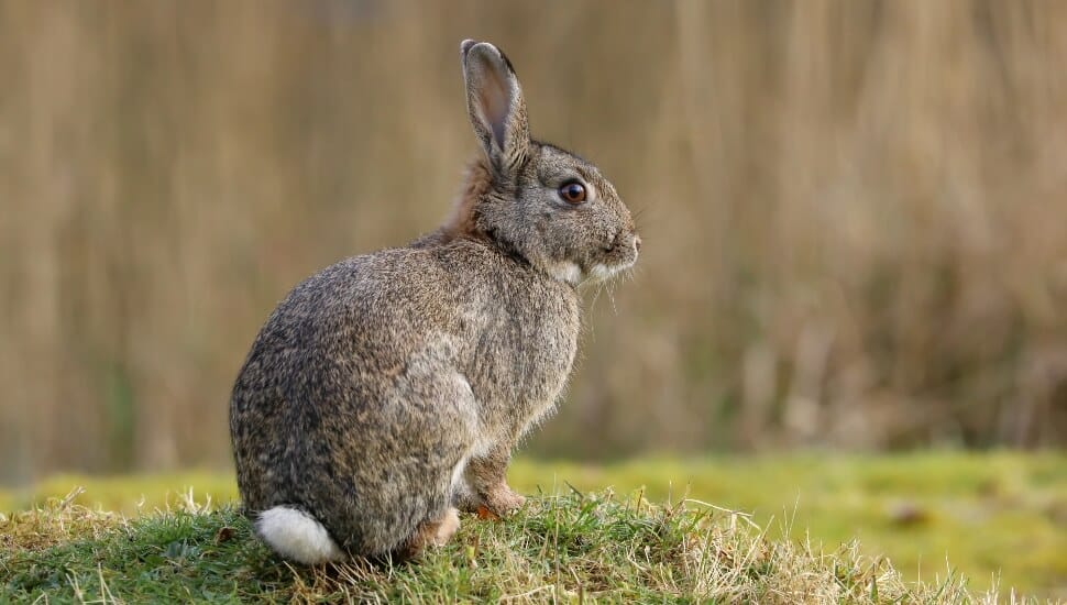 A rabbit with brown fur is poised on a mound of grass.