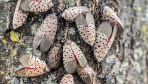 Multiple lanternflies cling to a tree.