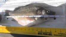 The Pennsylvania record-breaking perch coming in at 2 pounds, 1 ounce.