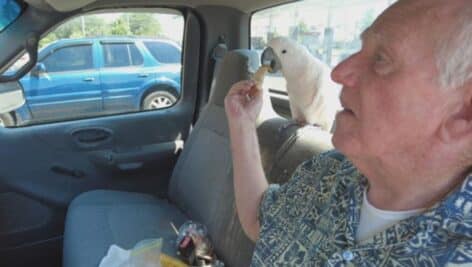 Retired Glenolden butcher Bill Wasson inside his truck with his pet cockatoo, Tiki.