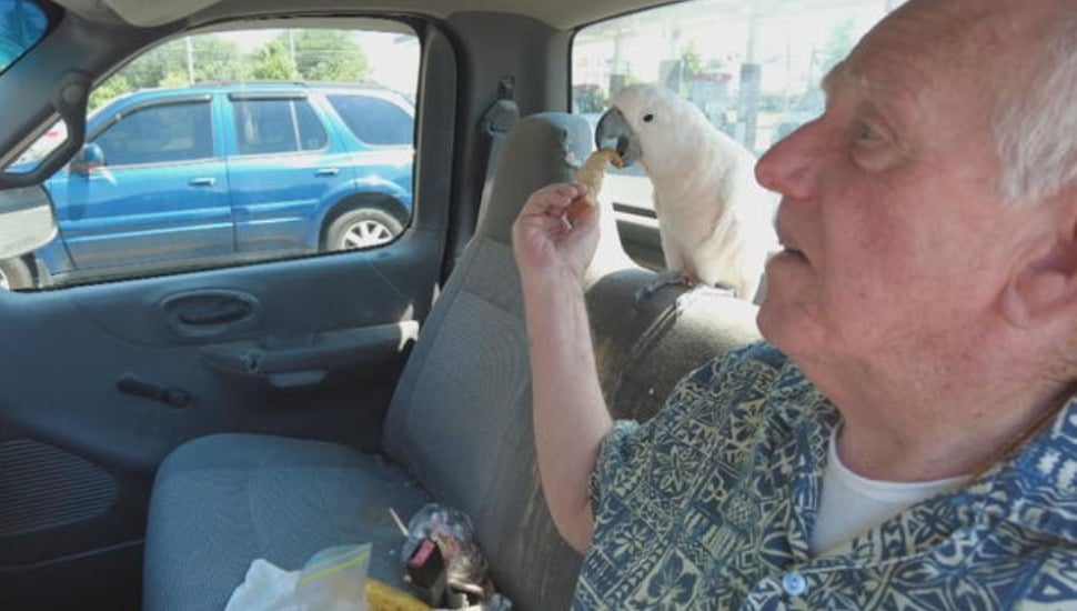 Retired Glenolden butcher Bill Wasson inside his truck with his pet cockatoo, Tiki.
