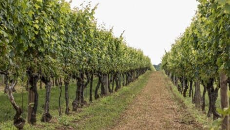 The vineyards at Penns Woods Winery in Chadds Ford.