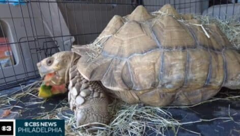 Shelly the Tortoise enjoying a meal.