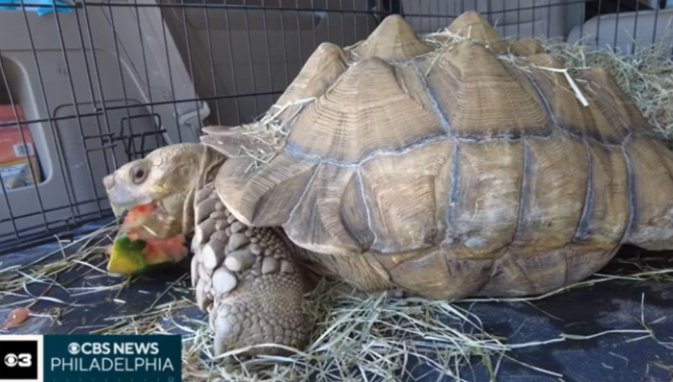Shelly the Tortoise enjoying a meal.