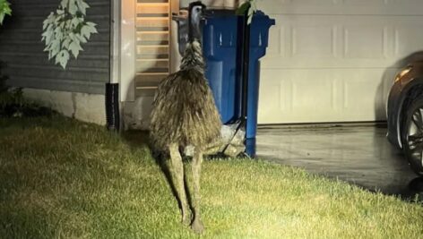 an Emu was on the loose in Bucks County.