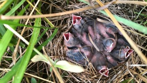 Grassland birds like the bobolink make their nests on the ground.