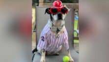 Harper the support dog is all set for the next Phillies game with hat, sunglasses and jersey.