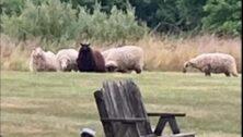 Chalfont residents have been vigilant since Rob Jerman's six sheep escaped their 15-acre enclosure last month.