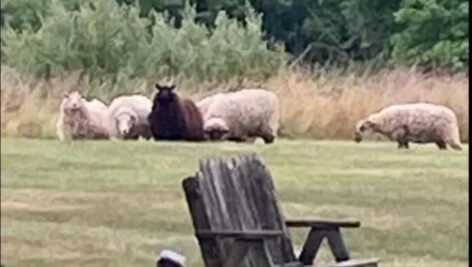 Chalfont residents have been vigilant since Rob Jerman's six sheep escaped their 15-acre enclosure last month.