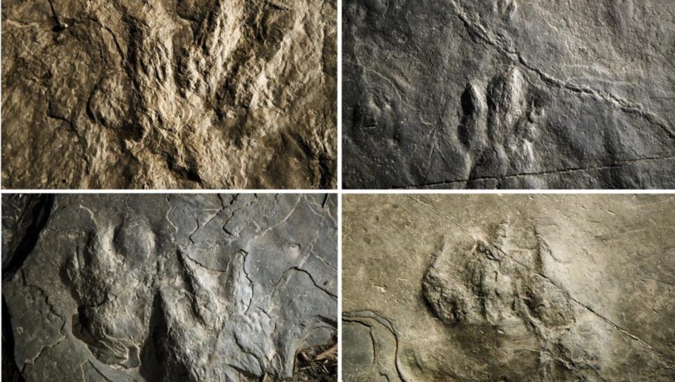 Dozens of fossilized dinosaur footprints have been discovered on rocks used for a hiking trail.