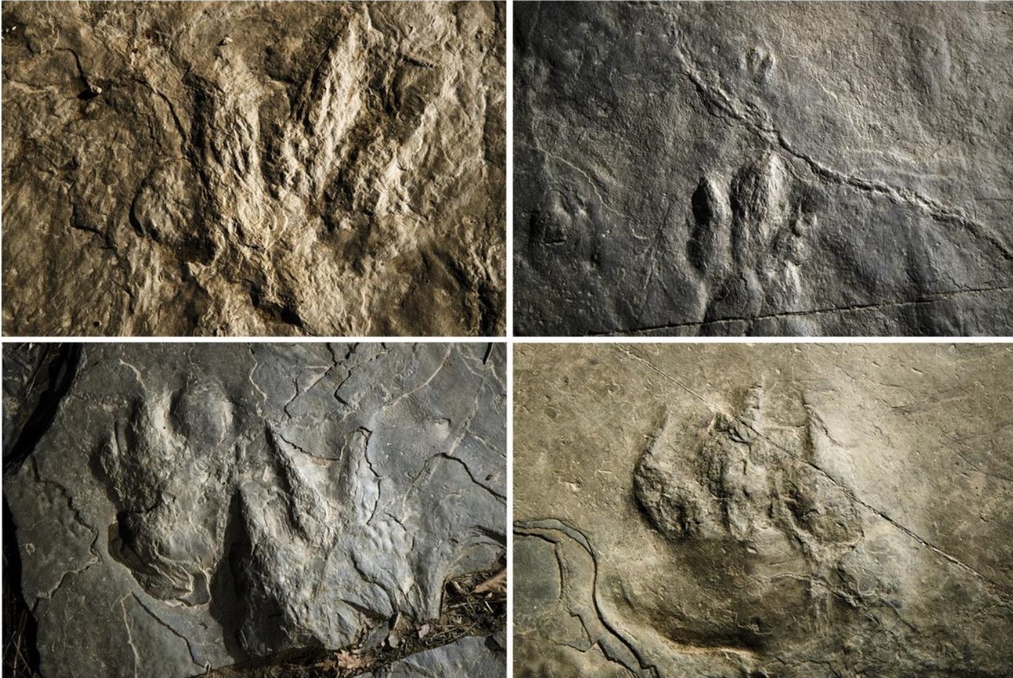 Dozens of fossilized dinosaur footprints have been discovered on rocks used for a hiking trail.