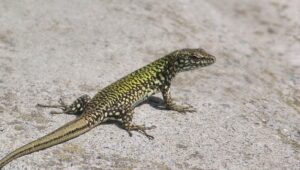 Bucks County residents are encountering an unexpected guest: the Italian wall lizard, accidentally introduced to Levittown in the 70s.