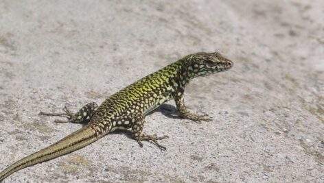 Bucks County residents are encountering an unexpected guest: the Italian wall lizard, accidentally introduced to Levittown in the 70s.