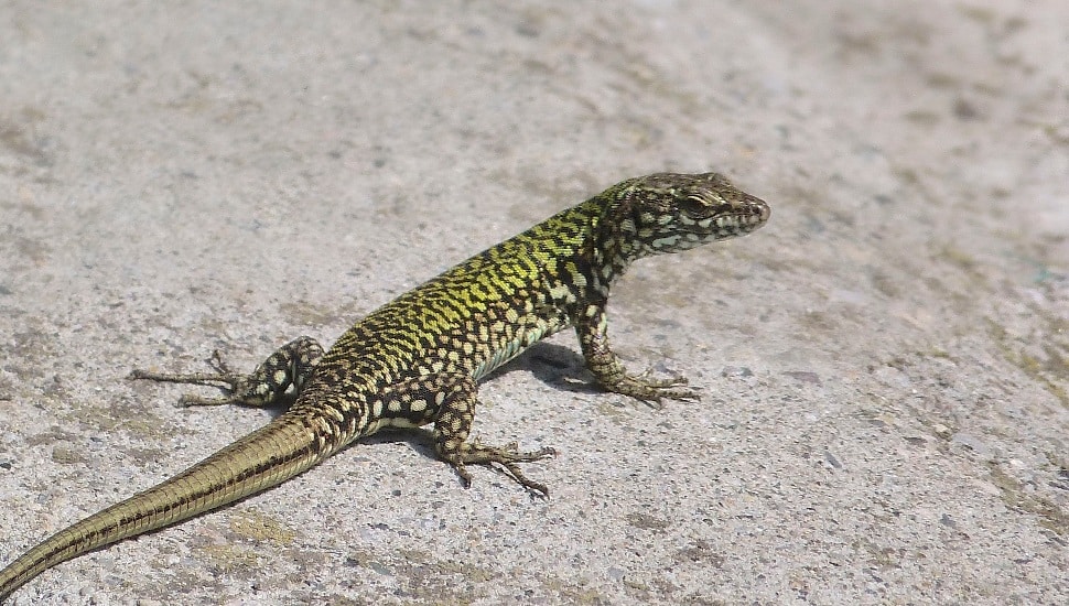 Bucks County residents are encountering an unexpected guest: the Italian wall lizard, accidentally introduced to Levittown in the 70s.