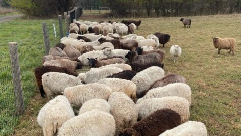 Willow Creek Farm Preserve combats climate change by utilizing their sheep to care for the land as part of the slow fashion movement.