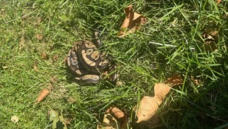 A 4-foot long python snake found near a park in Radnor.