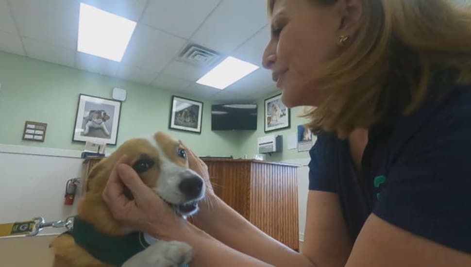 A new experimental drug offered at Quakertown Veterinary Clinic aims to help dogs live longer and have better lives.