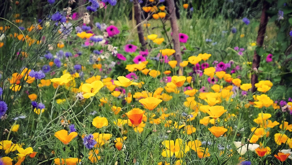 New Hope Preserve Among Best Places to Enjoy Wildflowers in Pennsylvania This Fall