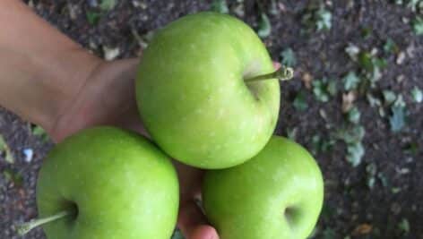 Three delicious-looking Granny Smith apples.