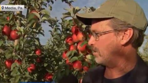 Linvilla Farm Manager Norm Schultz talks about Linvilla's wide variety of apples.