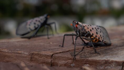 Many people are noticing the number of spotted lanternflies is going down, in part due to aggressive squishing efforts by residents as well as other factors.