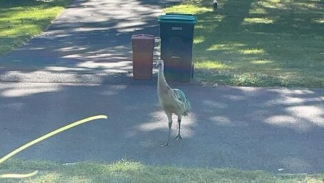 A lost baby emu was found roaming the streets of the North Wales area on Friday morning. Upper Gwynedd Police turn to Facebook for help.